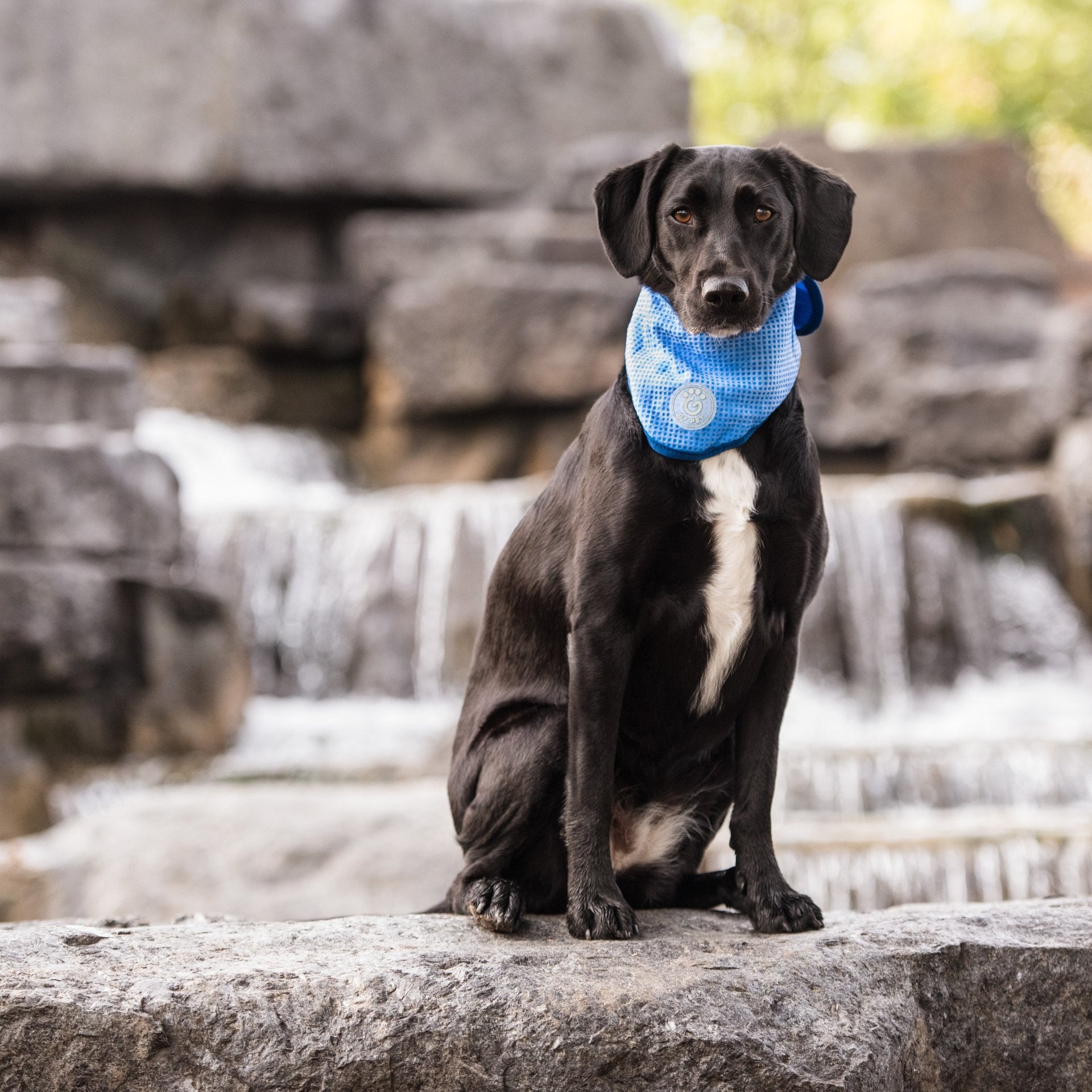 ICE BAND - Dog Cooling Bandana - Drakoi Marketplace