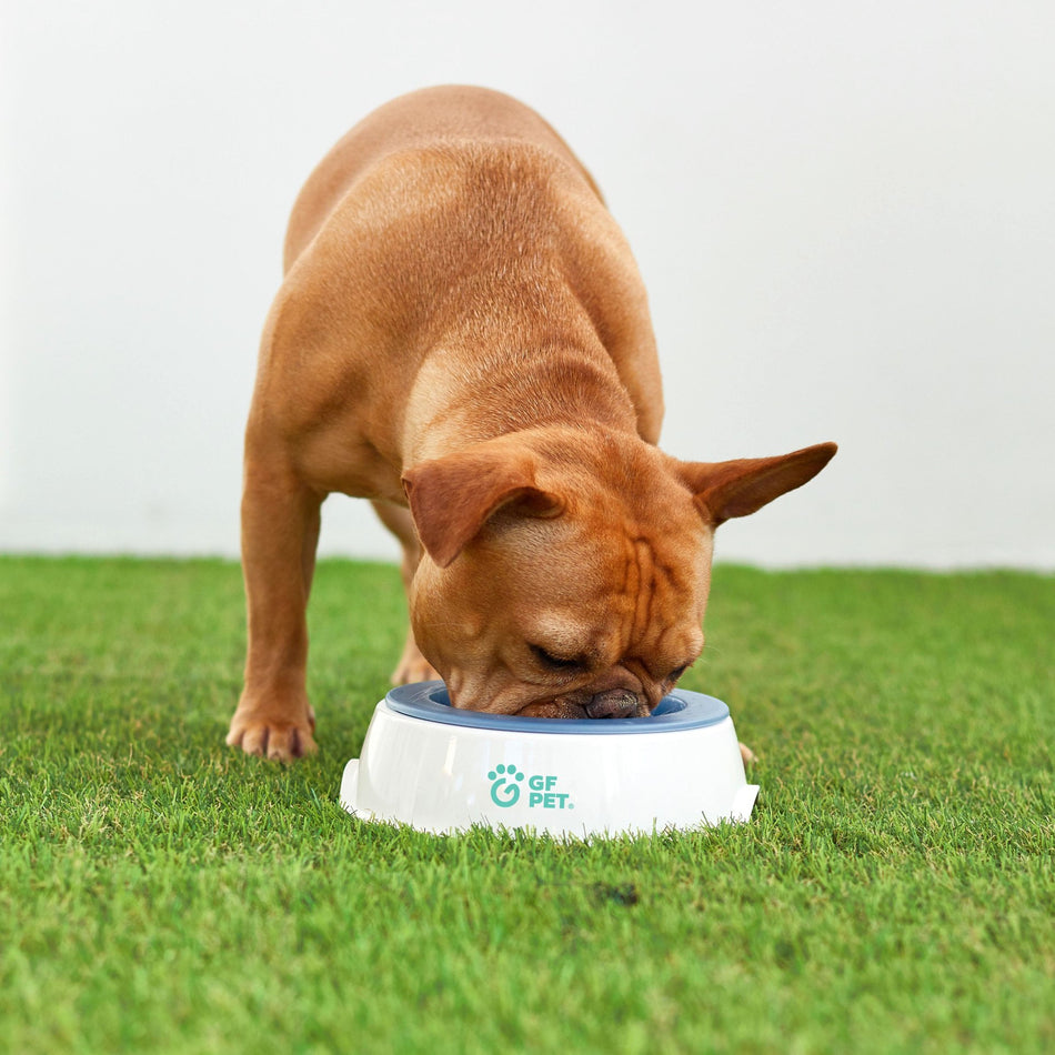 Ice Bowl - Pet Cooling Water Bowl - Drakoi Marketplace