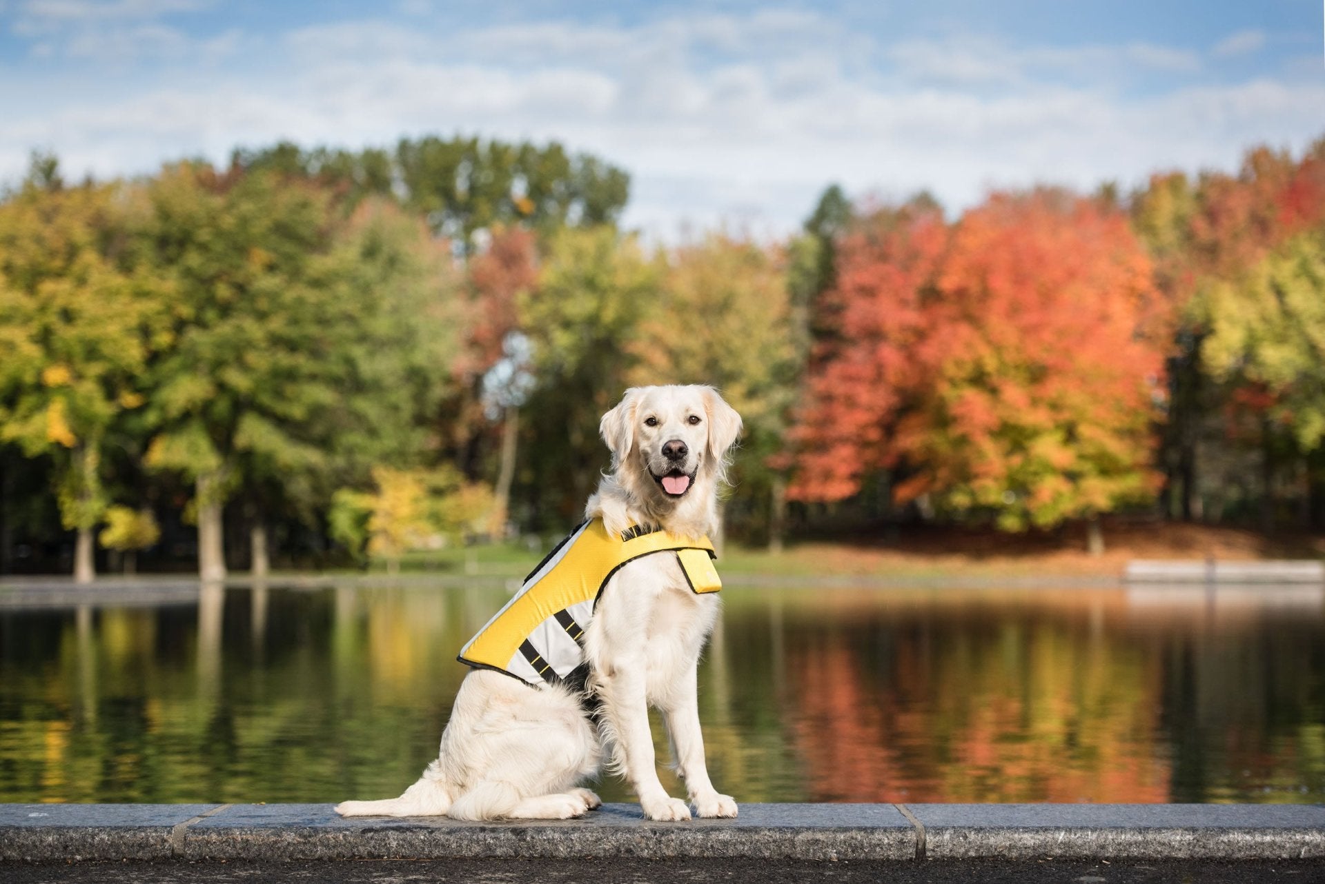 Life Vest - Dog Life Jacket - Drakoi Marketplace