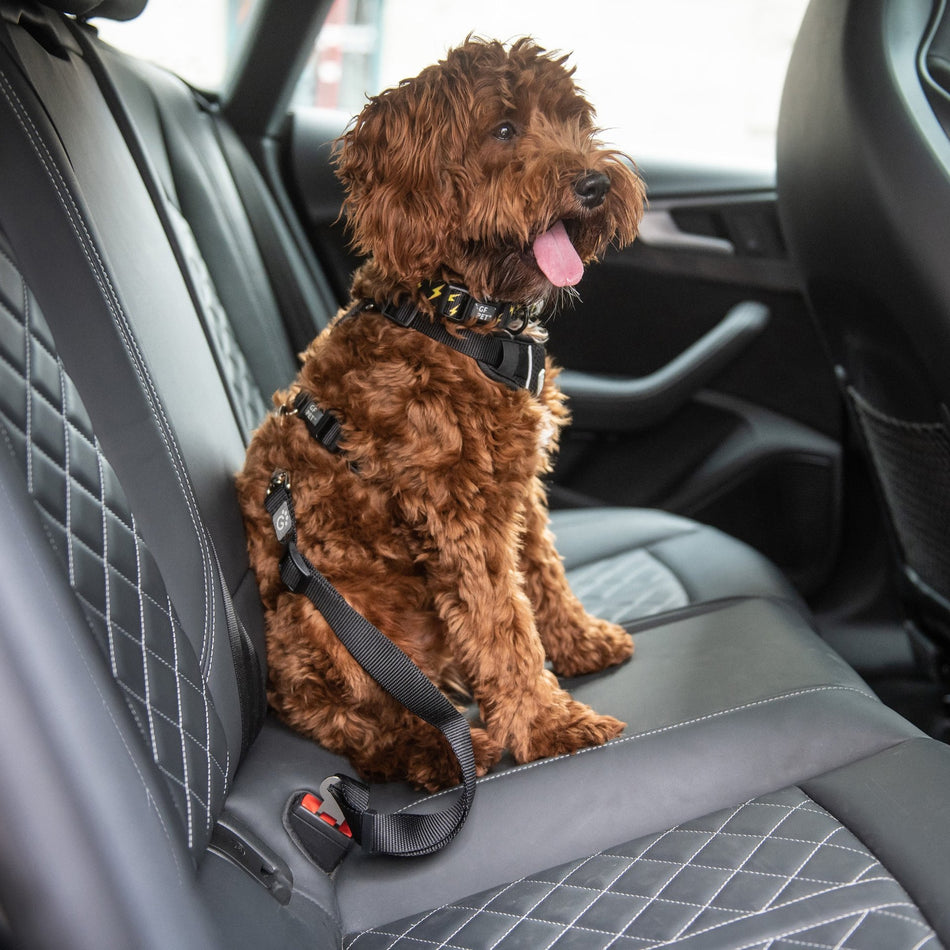 Pet Seat Belt Tether - Drakoi Marketplace