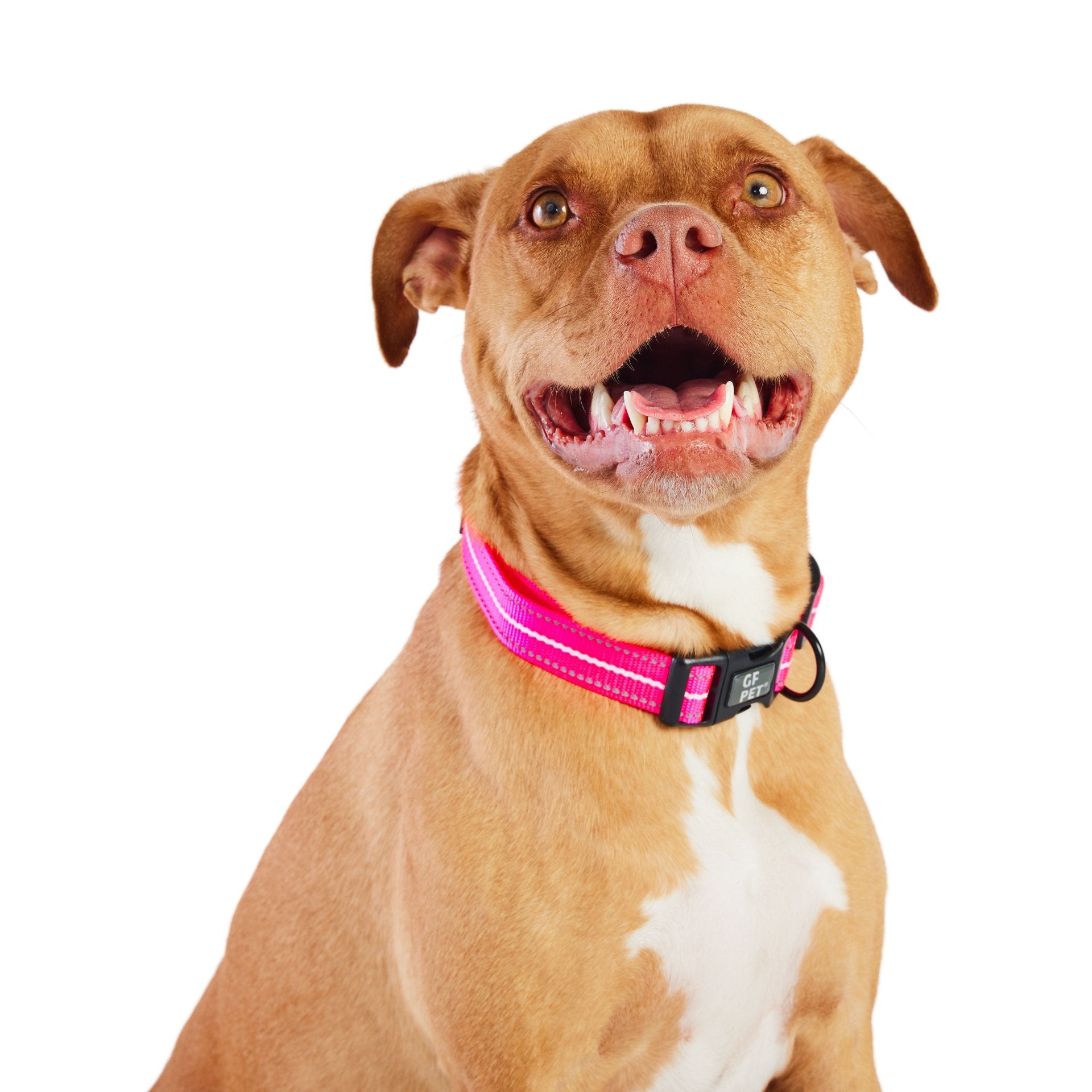 Reflective Collar - Neon Pink - Drakoi Marketplace