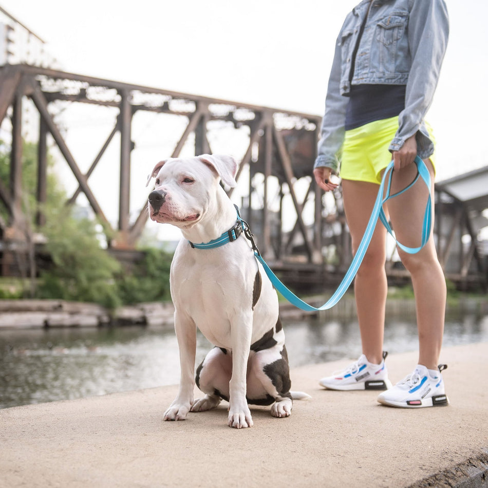 Reflective Leash - Neon Blue - Drakoi Marketplace