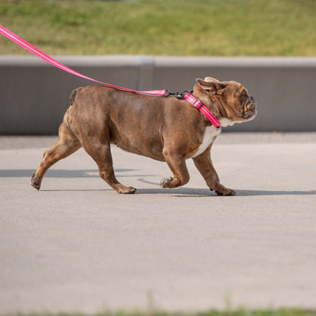 Reflective Leash - Neon Pink - Drakoi Marketplace