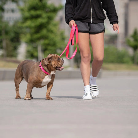 Reflective Leash - Neon Pink - Drakoi Marketplace