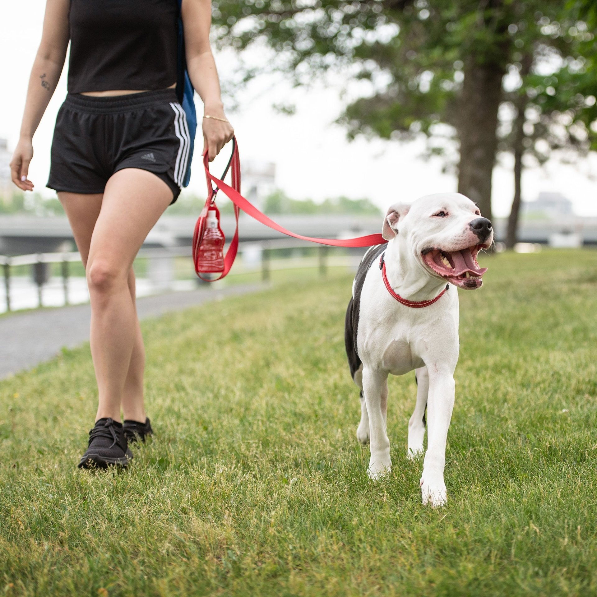 Reflective Leash - Red - Drakoi Marketplace