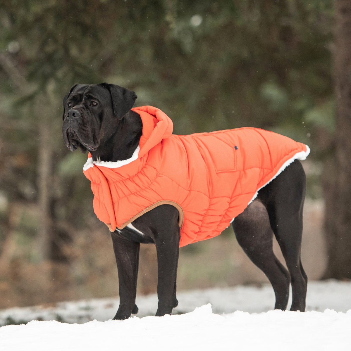 Super Puff Parka - Orange - Drakoi Marketplace