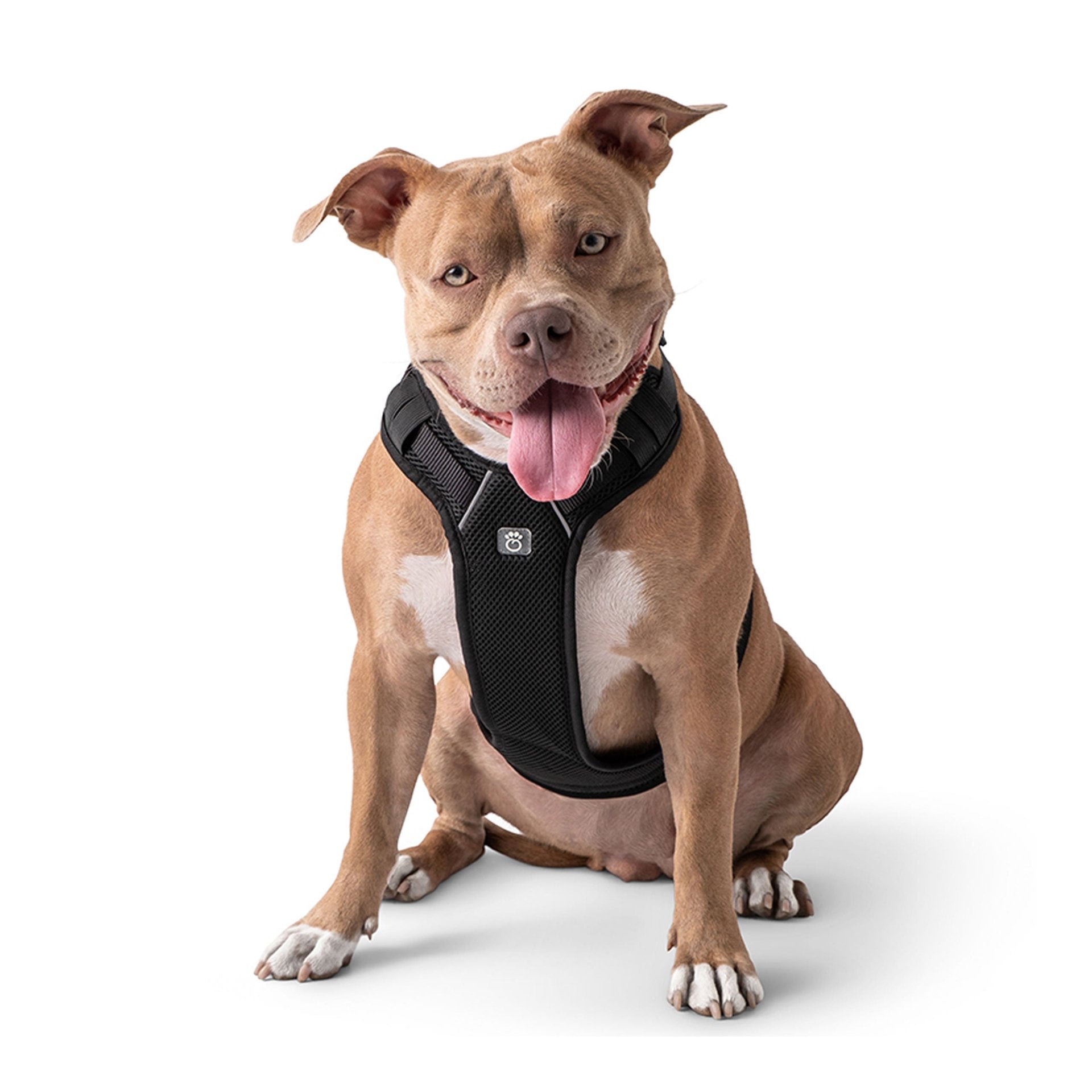 Travel Harness - Black - Drakoi Marketplace