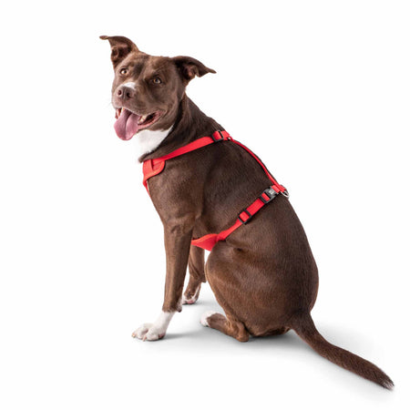 Travel Harness - Red - Drakoi Marketplace