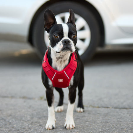 Travel Harness - Red - Drakoi Marketplace