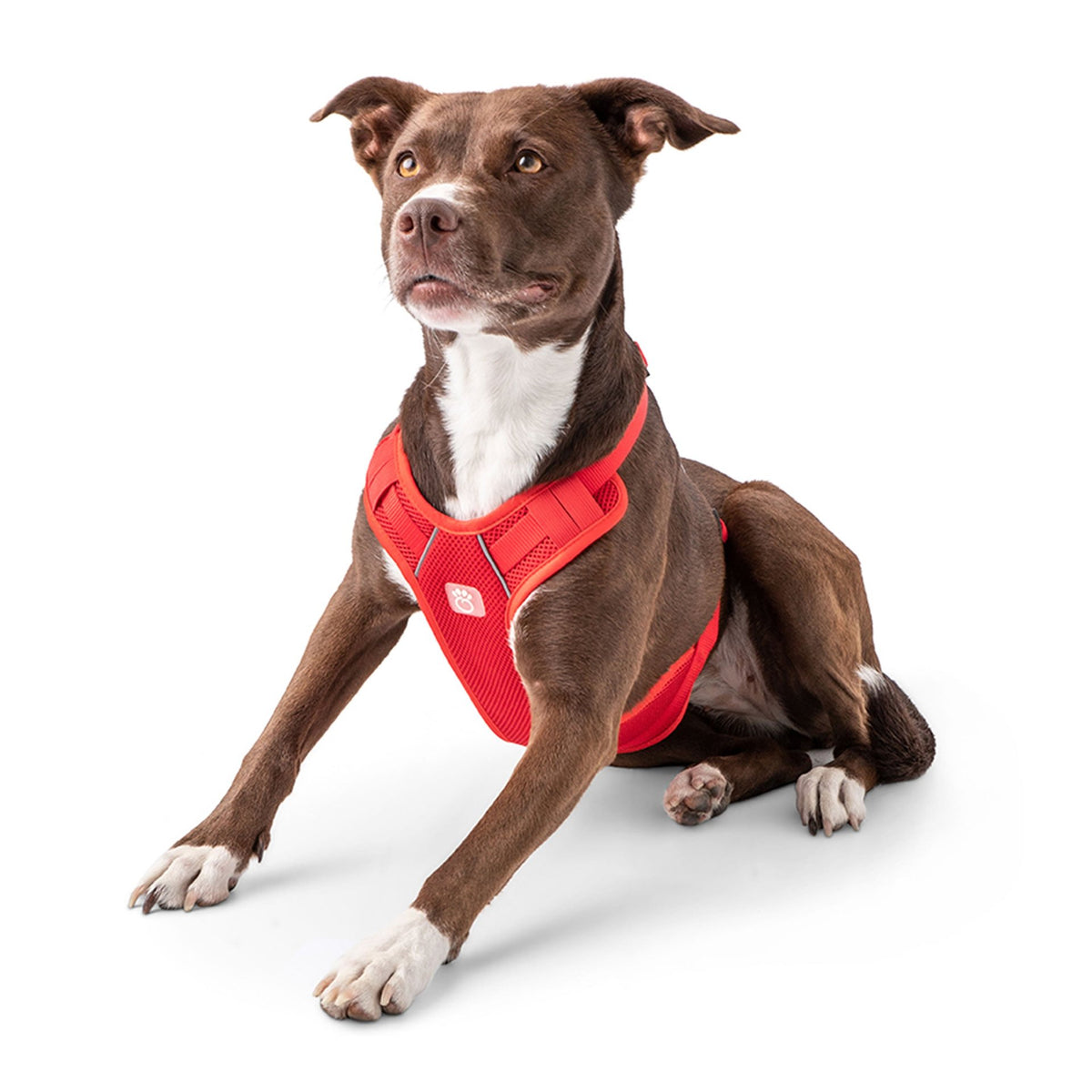 Travel Harness - Red - Drakoi Marketplace