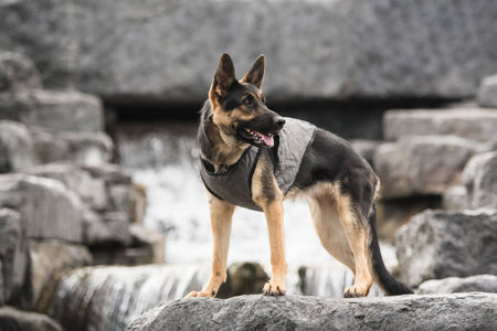 US Army Dog Cooling Vest - Grey - Drakoi Marketplace