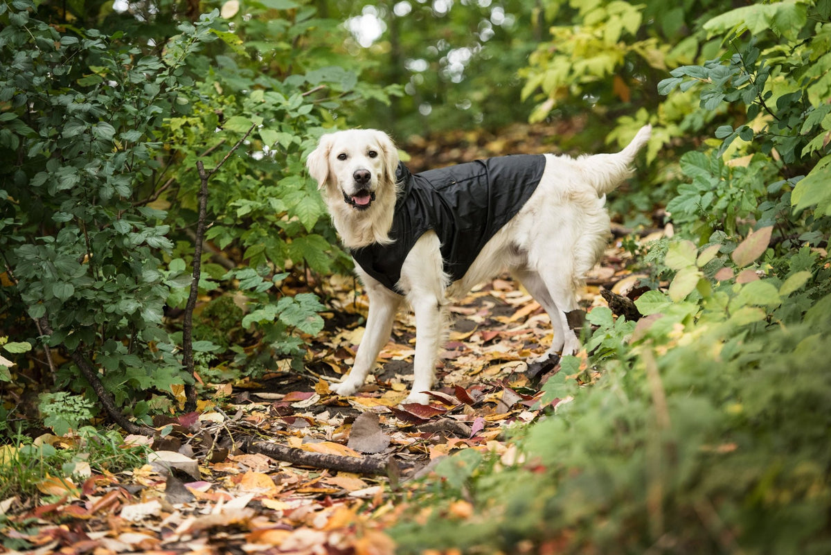 US Army Packable Dog Raincoat - Black - Drakoi Marketplace